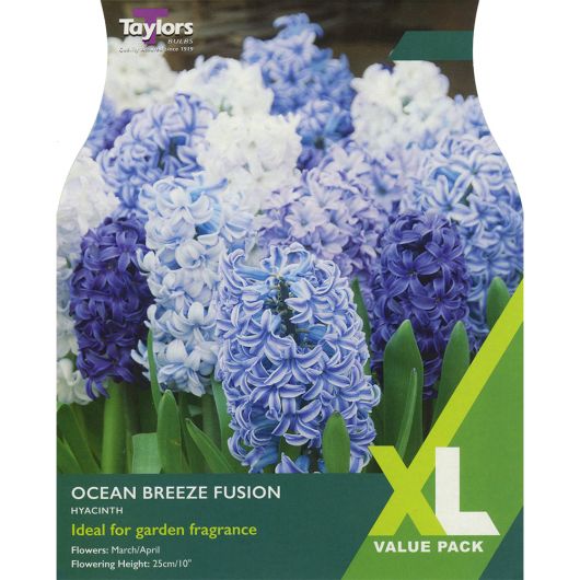 XL360 Taylors XL Hyacinth Ocean Breeze Fusion